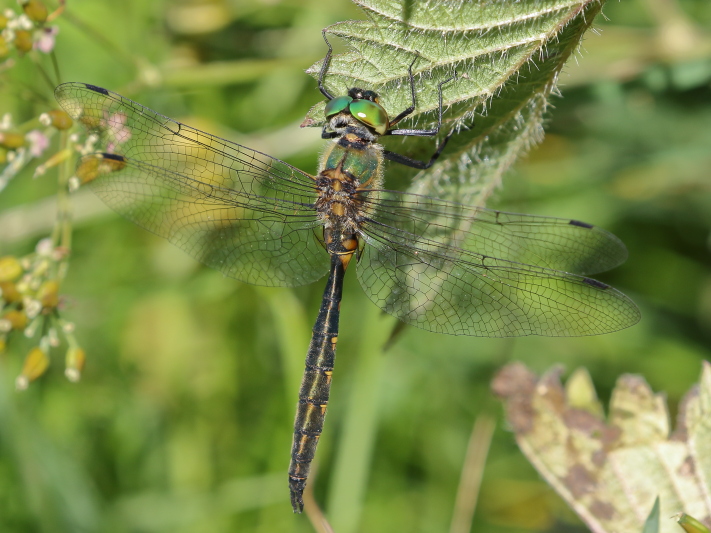 Somatochlora flavomaculata (Yellow-spotted Emerald) male 5.JPG